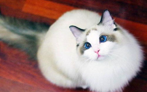 18只布偶貓的豪華食堂 壯觀就餐場面引網(wǎng)友直呼“家里有礦”