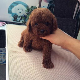 瘋狂熱售的玩具迷你茶杯泰迪熊 簽健康協(xié)議送用品，武漢寵物狗專屬福利