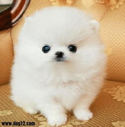 黑龍江寵物用品網購量躋身全國前列，科學選購有訣竅